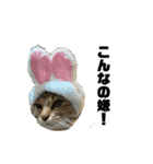 ミニー 猫ちゃんスタンプ（個別スタンプ：15）