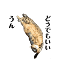 ミニー 猫ちゃんスタンプ（個別スタンプ：17）