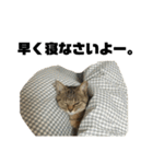 ミニー 猫ちゃんスタンプ（個別スタンプ：24）