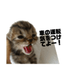 ミニー 猫ちゃんスタンプ（個別スタンプ：40）