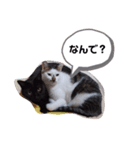 ふくのメッセージ（個別スタンプ：4）