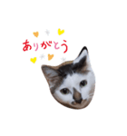 ふくのメッセージ（個別スタンプ：6）