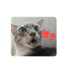 家のにゃんこスタンプ（個別スタンプ：8）