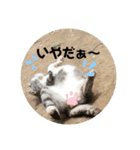 びぃすけままの伝言（個別スタンプ：8）