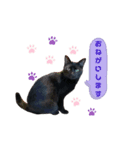 黒猫のちゃみ（個別スタンプ：4）