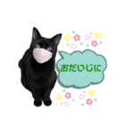 黒猫のちゃみ（個別スタンプ：7）