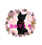 黒猫のちゃみ（個別スタンプ：8）