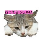 シュシュぶぶ（個別スタンプ：5）
