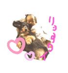 ダックス♡はっちゃん（個別スタンプ：8）