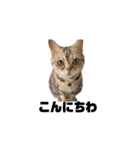 cat'sのつぶやき（個別スタンプ：1）