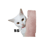 cat'sのつぶやき（個別スタンプ：2）