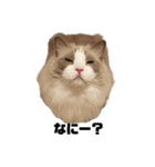 cat'sのつぶやき（個別スタンプ：3）