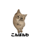 cat'sのつぶやき（個別スタンプ：4）