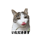 cat'sのつぶやき（個別スタンプ：5）