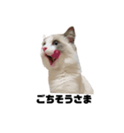 cat'sのつぶやき（個別スタンプ：6）