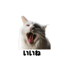 cat'sのつぶやき（個別スタンプ：7）