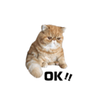 cat'sのつぶやき（個別スタンプ：8）