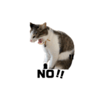 cat'sのつぶやき（個別スタンプ：9）