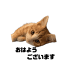 cat'sのつぶやき（個別スタンプ：10）