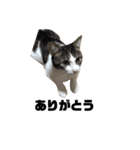 cat'sのつぶやき（個別スタンプ：11）