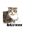 cat'sのつぶやき（個別スタンプ：13）