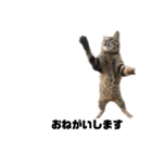 cat'sのつぶやき（個別スタンプ：15）