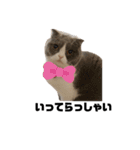 cat'sのつぶやき（個別スタンプ：16）