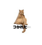 cat'sのつぶやき（個別スタンプ：17）
