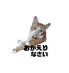 cat'sのつぶやき（個別スタンプ：18）