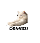 cat'sのつぶやき（個別スタンプ：19）