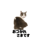 cat'sのつぶやき（個別スタンプ：20）