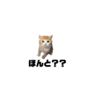 cat'sのつぶやき（個別スタンプ：21）