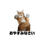 cat'sのつぶやき（個別スタンプ：23）