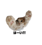 cat'sのつぶやき（個別スタンプ：24）