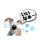 オッドアイのウィペット ルドルフくん（個別スタンプ：1）