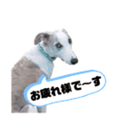 オッドアイのウィペット ルドルフくん（個別スタンプ：5）