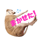 オッドアイのウィペット ルドルフくん（個別スタンプ：7）