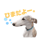 オッドアイのウィペット ルドルフくん（個別スタンプ：10）