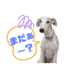 オッドアイのウィペット ルドルフくん（個別スタンプ：11）
