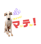 オッドアイのウィペット ルドルフくん（個別スタンプ：12）