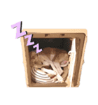 オッドアイのウィペット ルドルフくん（個別スタンプ：13）
