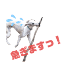 オッドアイのウィペット ルドルフくん（個別スタンプ：14）