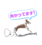 オッドアイのウィペット ルドルフくん（個別スタンプ：15）