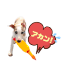 オッドアイのウィペット ルドルフくん（個別スタンプ：17）