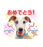 オッドアイのウィペット ルドルフくん（個別スタンプ：18）