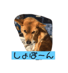 ちゃぴー。ぷりん。ぴゅあ（個別スタンプ：1）