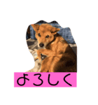 ちゃぴー。ぷりん。ぴゅあ（個別スタンプ：2）
