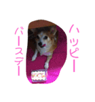 ちゃぴー。ぷりん。ぴゅあ（個別スタンプ：5）