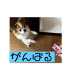 ちゃぴー。ぷりん。ぴゅあ（個別スタンプ：15）