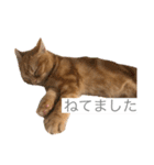 ティミーくん（個別スタンプ：2）